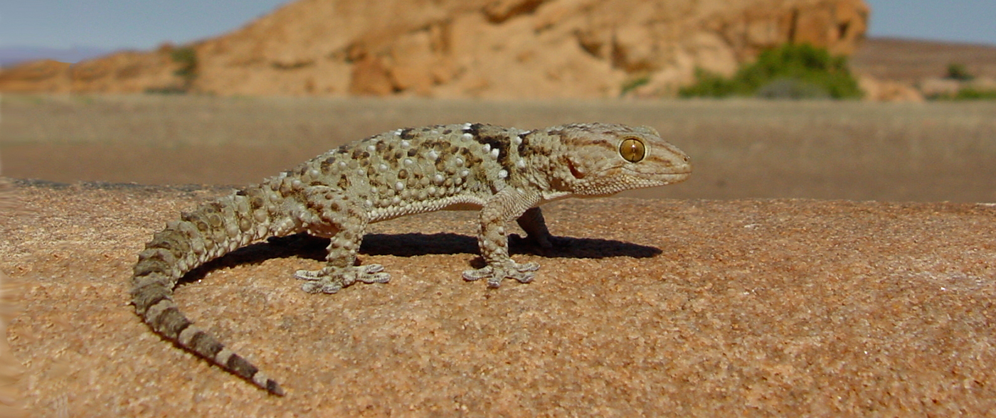 Chondrodactylus turneri gecko Namibia