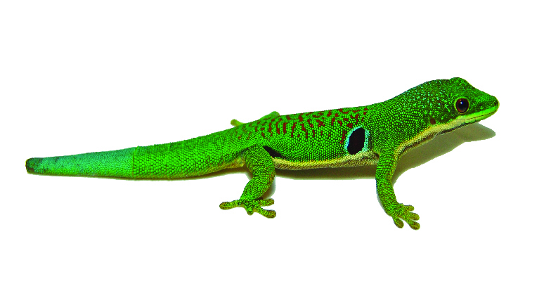 Phelsuma quadriocellata day gecko