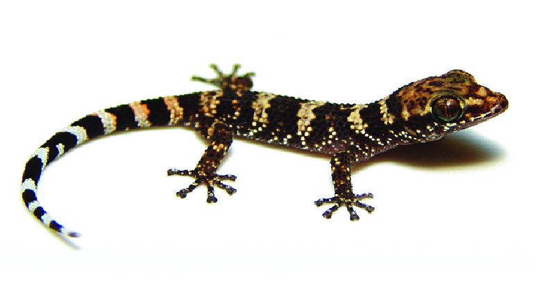 Phyllodactylus wirshingii Puerto Rican leaf-toed gecko