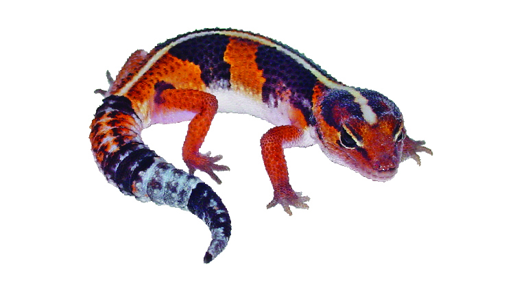 Hemitheconyx caudicinctus African fat-teiled gecko